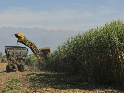 En Tucumán, se ajustó la estimación de caña para la zafra 2025
