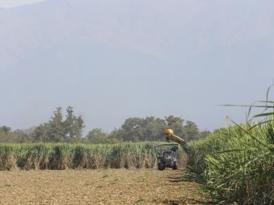 En Tucumán, dos ingenios ya molieron 112.500 toneladas de caña