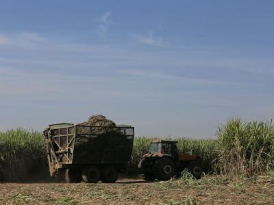Con 143 días de molienda, Argentina supera los 18,3 millones de toneladas de caña