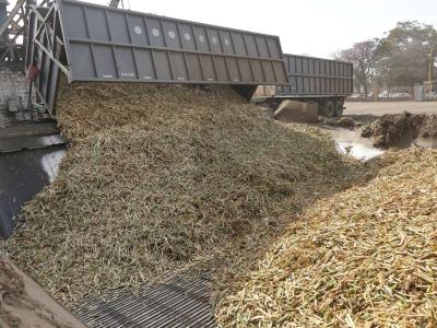 La zafra avanza firme con el impulso de la molienda
